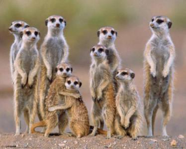 Anonymous Meerkats Family