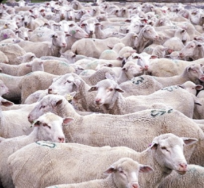 USDA flock of sheep  wikimedia commons public  domain 695 x 640
